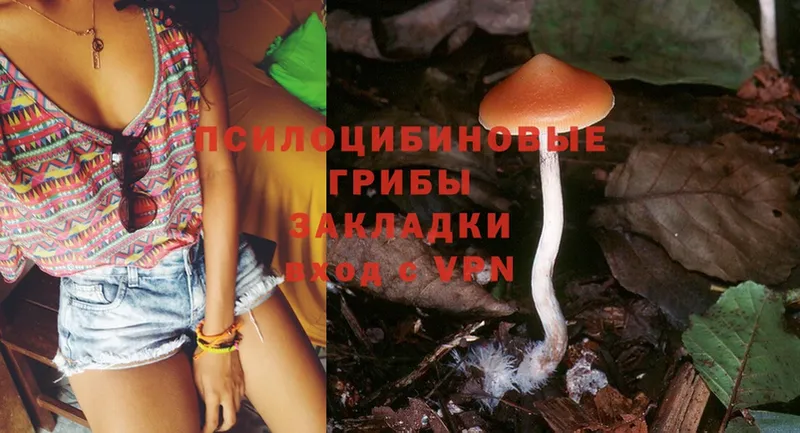 Псилоцибиновые грибы Cubensis  Каменногорск 